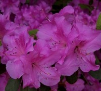 Autumn Royalty Encore Azalea Picture