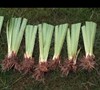 Picture about How To Divide Japanese Variegated Iris