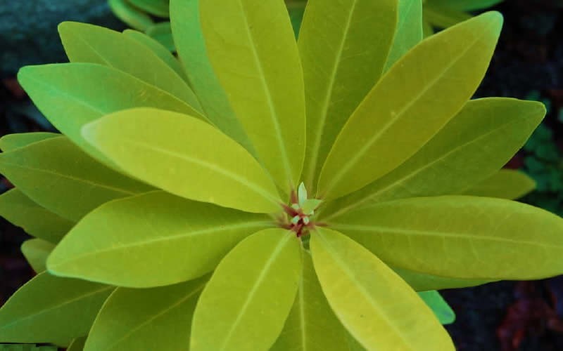 Florida Sunshine Yellow Anise Picture