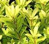 Florida Sunshine Yellow Anise