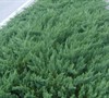 Parson's Juniper 