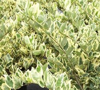 Jack Frost Ligustrum Picture
