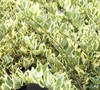 Jack Frost Ligustrum
