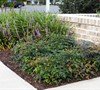 Harbour Dwarf Nandina