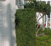 Podocarpus Yew Picture