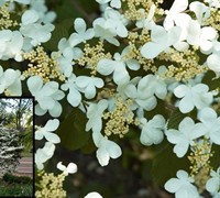 Summer Snowflake Viburnum Picture