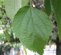 Hackberry Tree Picture
