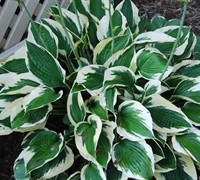 Patriot Hosta Lily Picture