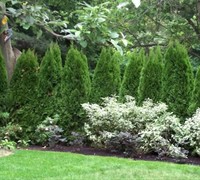 arborvitae emerald green shrubs thuja occidentalis plants snow indian raphiolepis hawthorne indica landscaping planting garden fence plant growth ask question