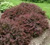 Royal Burgundy Barberry