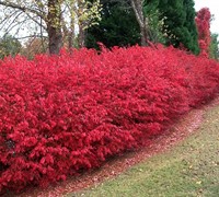 Dwarf Burning Bush Picture