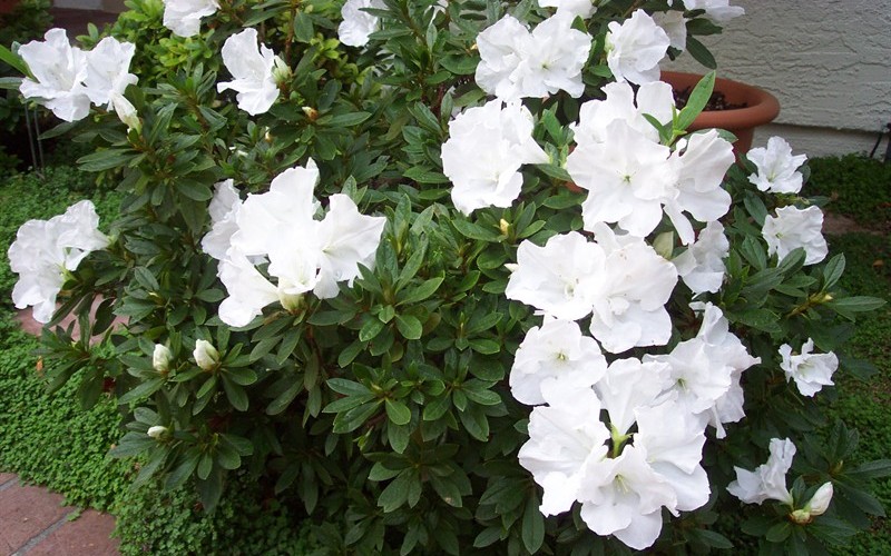 Alaska Azalea