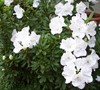 Alaska Azalea