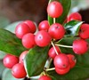 Dwarf Burford Holly