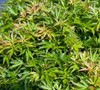 Cynthias Crown Jewel Japanese Maple Picture