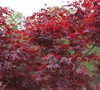 Fireglow Japanese Maple Picture
