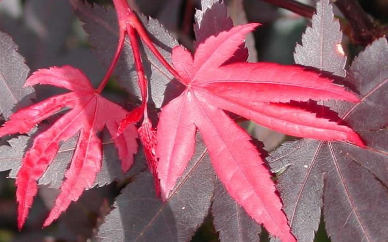 Hefners Red Japanese Maple Picture