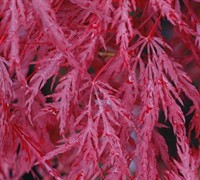Inaba Shidare Japanese Maple Picture