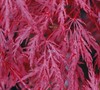 Inaba Shidare Japanese Maple