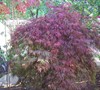 Inaba Shidare Japanese Maple