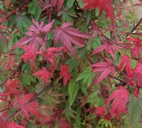 Kandy Kitchen Japanese Maple Picture