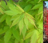 Tsukasa Silhouette Japanese Maple Picture