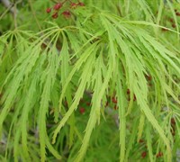 Viridis Japanese Maple Picture