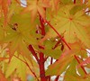 Winter Flame Japanese Maple Picture