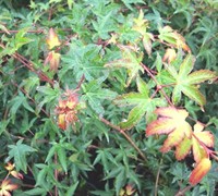 Yuri Hime Sport Japanese Maple Picture