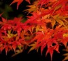 Glowing Embers Japanese Maple