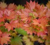Palmatifolium Full Moon Japanese Maple
