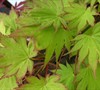 Palmatifolium Full Moon Japanese Maple
