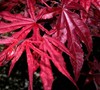 Red Emperor Japanese Maple