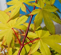 Summer Gold Japanese Maple Picture