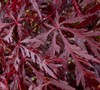 Red Dragon Japanese Maple