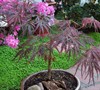 Tamukeyama bonsai