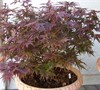 Shaina Dwarf Japanese Maple