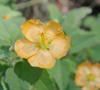 Picture about Mystery Plant Identification, Please