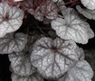 Silver Scrolls Heuchera
