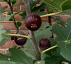 Chicago Cold Hardy Fig
