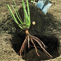 Planting Bare Root Rose