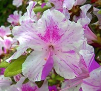 Autumn Twist Encore Azalea Picture