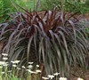 Princess Caroline Purple Fountain Grass
