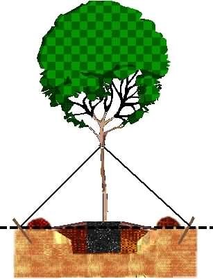 Planting a Tree Diagram
