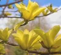 Butterflies Magnolia Picture