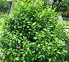 Banana Shrub