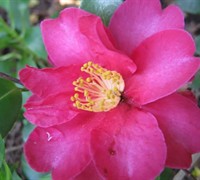 Kanjiro Camellia Sasanqua Picture