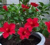 Red Tropical Hibiscus