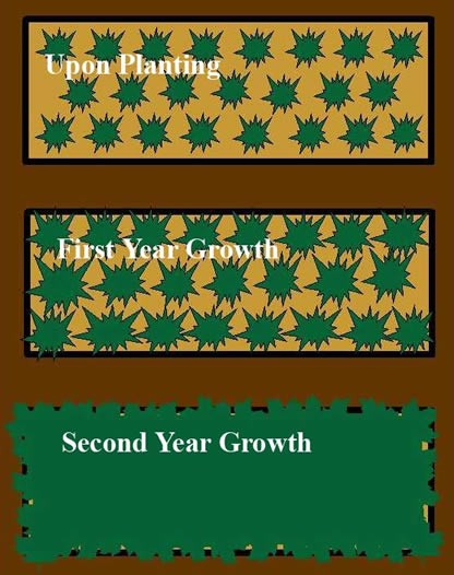 Groundcover Planting Diagram