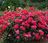Double Red Knock Out Rose Picture
